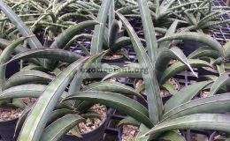 37-ehrenbergii-«Dark-Blue»-Somalia-35