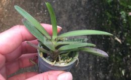39-Ascocentrumsyn.Vanda-pusillum