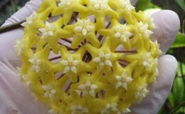 395-Hoya-sp.395-Mindanao-Philippines