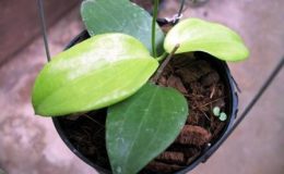 4-Hoya-aldrichii