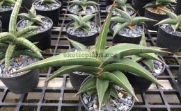 4-Lavlanos-23295-Green-Form-24