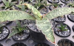 43-scimitariformis-«Shamva»-Zimbabwe-35