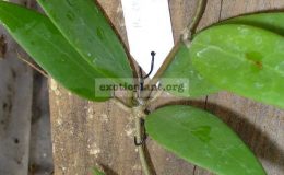 430-Hoya-sp.428-Kalimpong-Sikkim-India