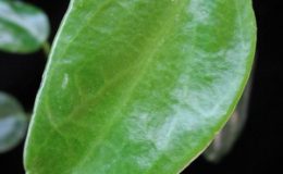 432-Hoya-thailandica-Northern-Thailand
