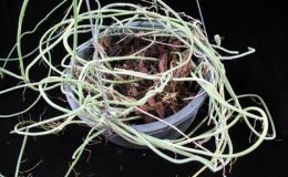 444-Dischidia-sp.-Spaghetti-Southern-Thailand