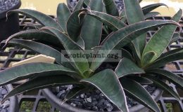 45-aethopica-«Blue»-90