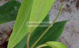 450-Hoya-benvergarai-new-species-from-the-Philippines