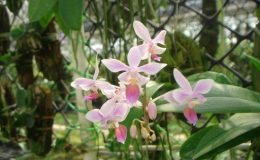 456-Phalaenopsis-equestris-BS-30