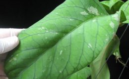 460-Hoya-vitellinoides460