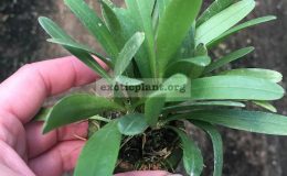 478-Pleurothallis-tribuloides-BS-
