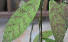 479-Hoya-sp.479-aff-padangensis-silver-spot
