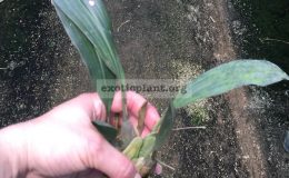 481-Pholidota-imbricata-BS-