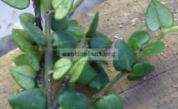 482-Hoya-sp.482-Sakonakorn-Thailand
