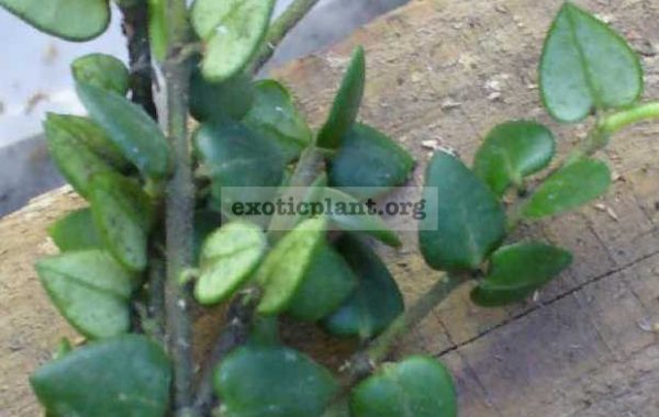 482-Hoya-sp.482-Sakonakorn-Thailand