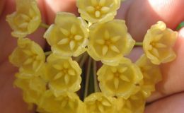 483-Hoya-blashernaezii