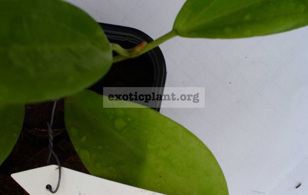 494-Hoya-neo-caledonica