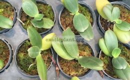 5-Aerangis-fastuosa-
