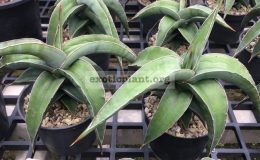 5-sp-Somalia-«Twisty»-24