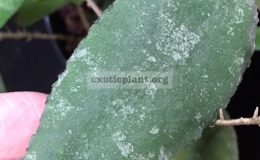 50-Hoya-caudata-IML1200