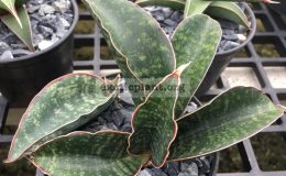 50-«Little-Dragon»-Horwood-hybrid-30
