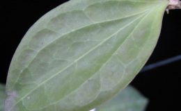 500-Hoya-pottsii-USDA-354239