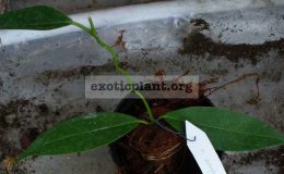 508-Hoya-subglabra
