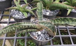 51-scimitariformis-«Macosa»-Zimbabwe-30