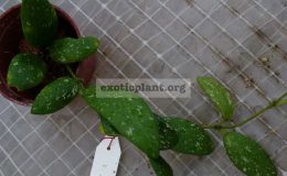 512-Hoya-sp.512-Splash-and-oval-leaf