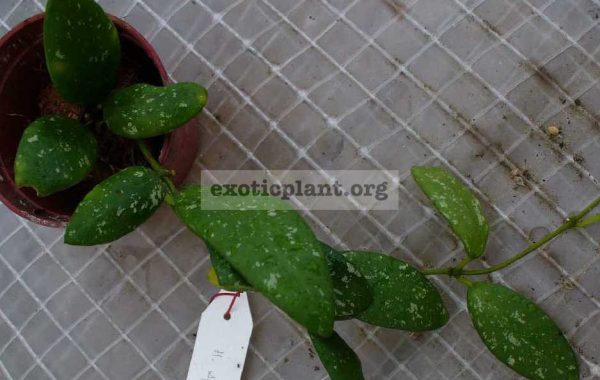 512-Hoya-sp.512-Splash-and-oval-leaf