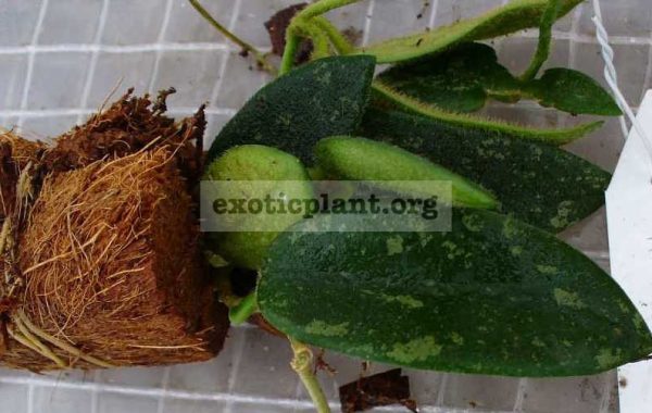 518-Hoya-thomsoni-Splash