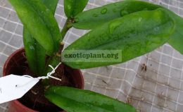 520-Hoya-lazaroi-new-species-from-the-Philippines