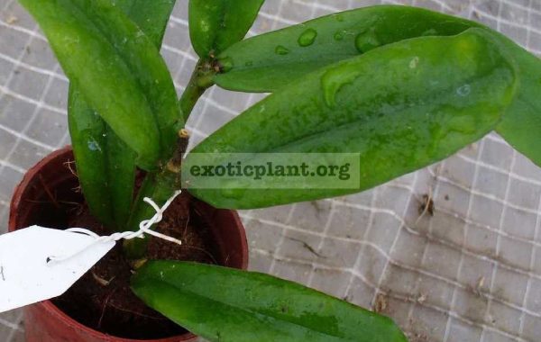 520-Hoya-lazaroi-new-species-from-the-Philippines