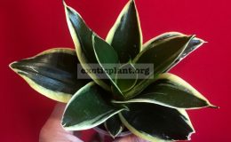 522-1-hannii-Jade-albomarginata-20-cataloque
