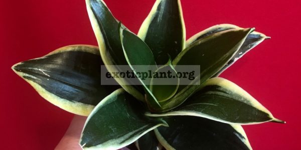 522-1-hannii-Jade-albomarginata-20-cataloque
