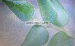 524-Hoya-sp.524-Mae-Hong-Sorn-photo