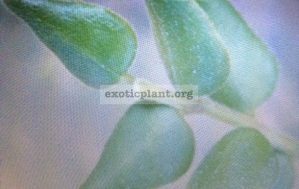 524-Hoya-sp.524-Mae-Hong-Sorn-photo