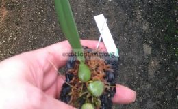 527-Trias-disciflora-