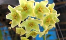 53-Hoya-chlorantha