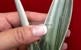 531-guineensis-Snow-Queen-thick-leave-35