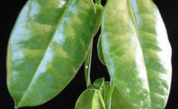 532-Hoya-Ruthie-wax-leaf-MM-x-ariadna
