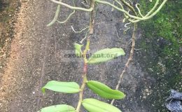 532-Trichoglottis-orchidea-