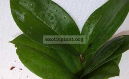 533-Hoya-lambii