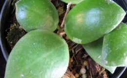 534-Hoya-pallilimba-big-leaf