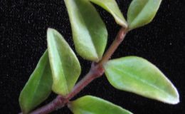 535-Hoya-sp.535-aff.-bella-red-stem-Nothern-Thailand