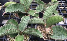 54-«Money-I»-scinitariformis-hybrid-35