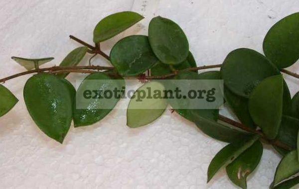 547-Hoya-sp.547-carnosa-x.