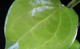 553-Hoya-sp.553-aff.-pentaphlebia-Mauban-Mt.-Quezon