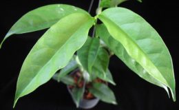 554-Hoya-sp.554-aff.-cystiantha-KL-West-Malaysia
