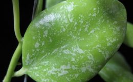 556-Hoya-vanuatuensis