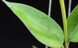 557-Hoya-bhurmanica